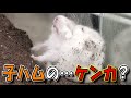 【土産子】じゃれあい？仲良し？それとも？【ハムスター/かわいい/飼い方/土飼育/ペット/小動物/Keeping a hamster in the soil】