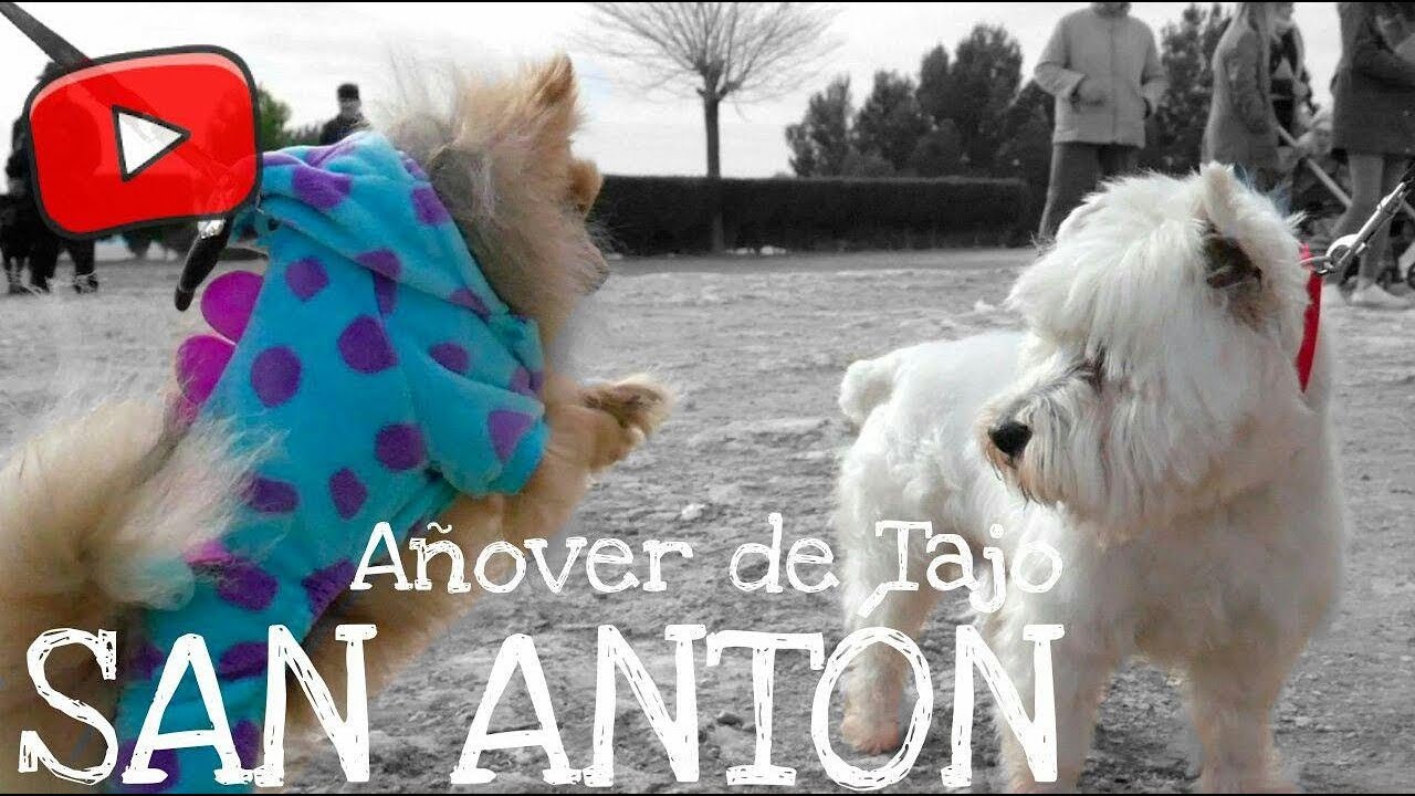 SAN ANTÓN 2018 - AÑOVER DE TAJO | @myanimalsm