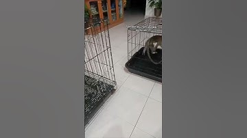 Deze apen zijn te geweldig! 😂