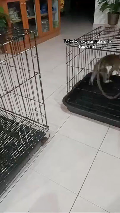 These Monkeys Are Too Awesome! 😂