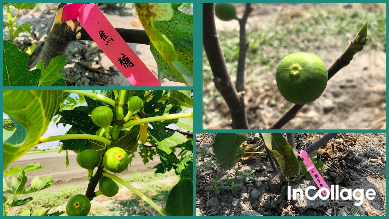 非普品無花果 首果 來了 白特里亞納 覆盆子拿鐵 焦糖 摩托索普雷托 Youtube