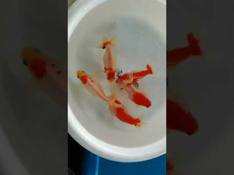 純粋！本家！ふじ六りん　最優良品！　産卵5匹セット！　NO.①