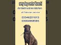 Army dog center Karachi Khoji dog in Karachi