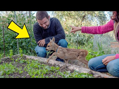 Video: Cosa sono le verdure perenni: tipi di verdure perenni per i giardinieri