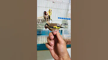 تهيج الحسون أن انثى الكناري 