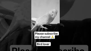 Bird lover #youtube #youtuber #youtubeshorts #birdtrend #birdwatching #birdsounds #birdlovers
