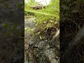 Water Sounds for Relaxation: Calm Your Thoughts #nature #watersounds #waterfall #relaxing