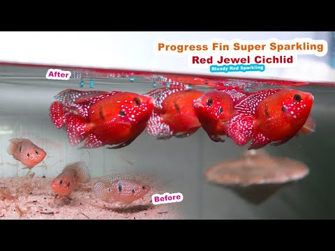 WOW PERMATA AIR Cantiknya Red Jewel Cichlid Ku Progress Warna Berbuah Hasil