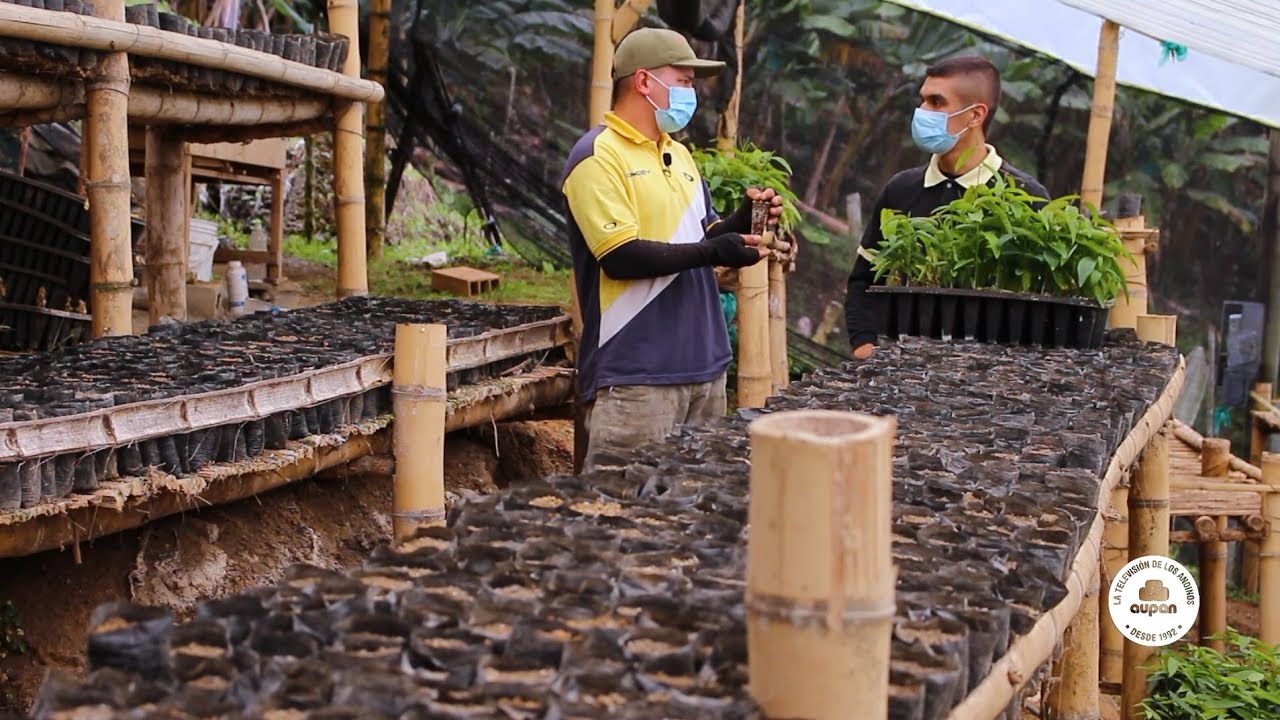 LA GRANJA - CULTIVO DE GULUPA