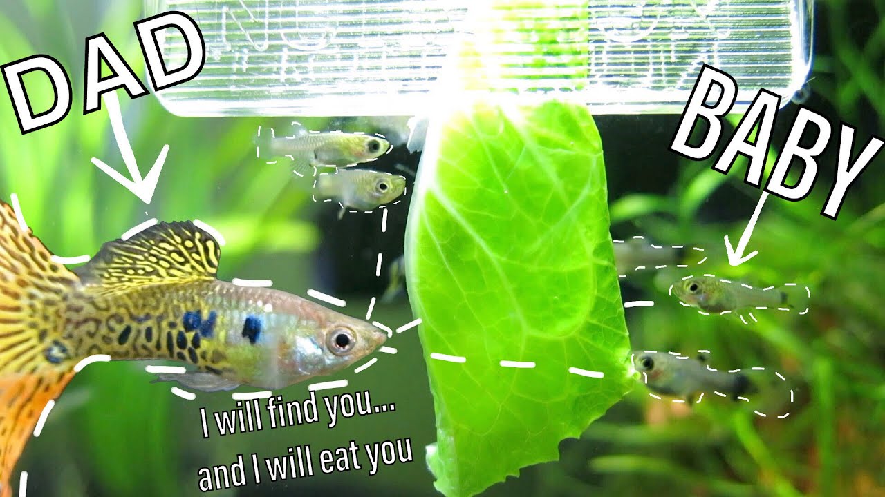Guppies Eat Their Babies | How To Reduce Cannibalism