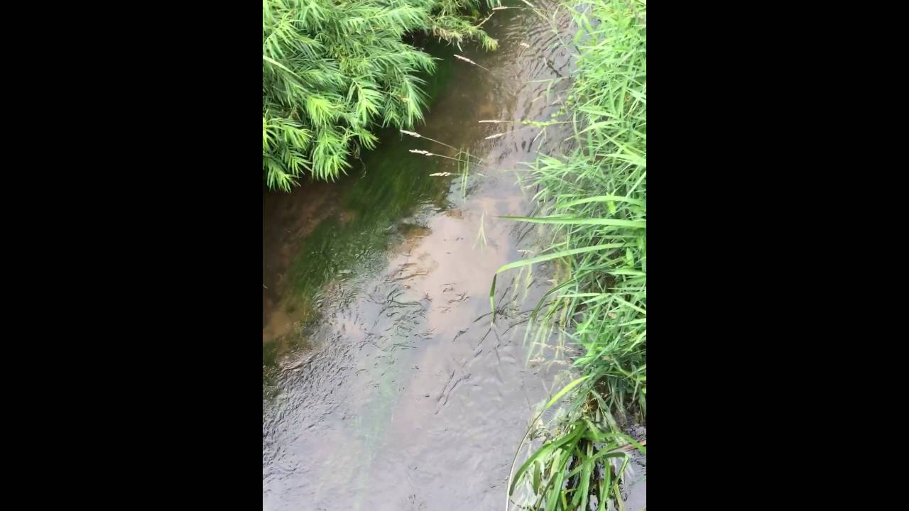 River Leadon pollution