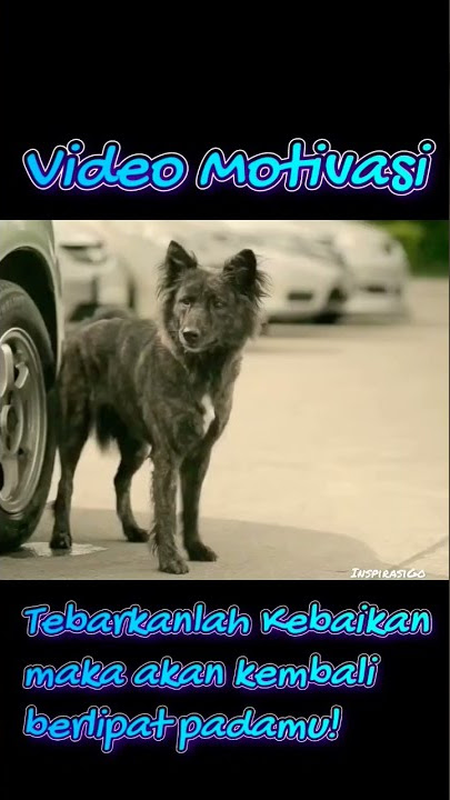 Video Motivasi dan Inspirasi, tentang kebaikan kecil kepada seekor Anjing jalanan.