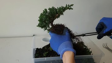 Using Bonsai Scissors |  Instructional Video | DIY Bonsai - Bonsai Shop Australia