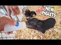 SAVING 2 BABY PIGLETS for My FARM!!