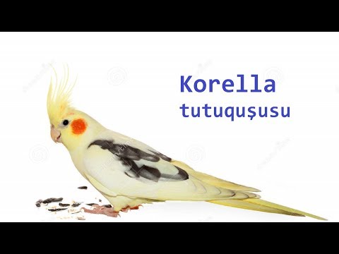 Video: Bir Papağan Corella Nasıl Seçilir