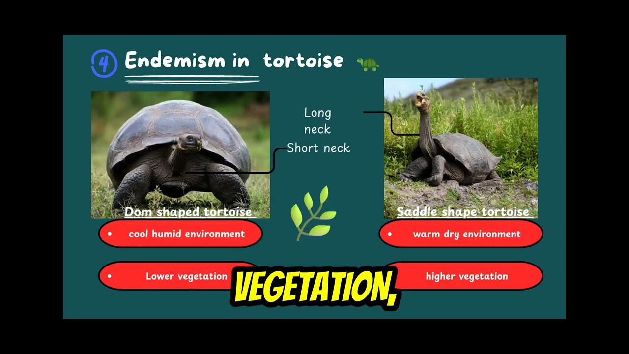 🔴Island oddities 🔴|| Zoology Project presentation semester 1