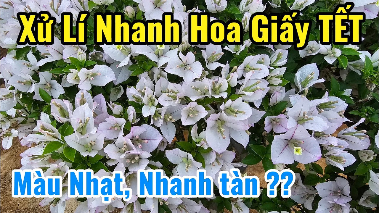 Xử Lí nhanh Hoa Giấy TẾT Màu Nhạt, Nhanh tàn ???