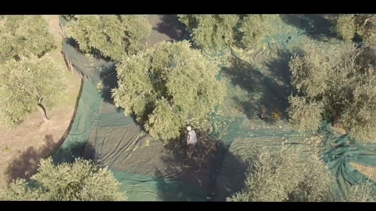 Mantenera Oltre il bosco: Un uliveto secolare con una vista incredibile