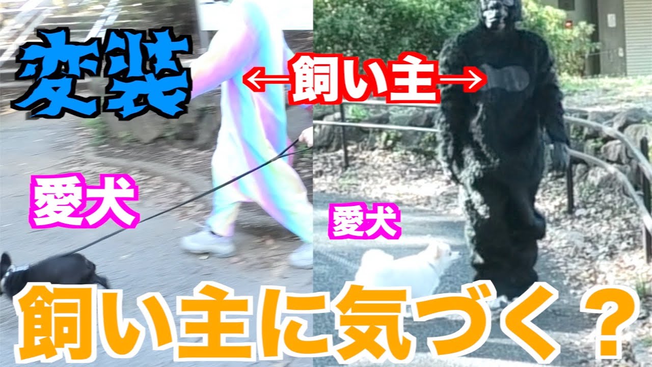 飼い主が誰か分からないくらい変装していても愛犬達は気付いてくれる？？