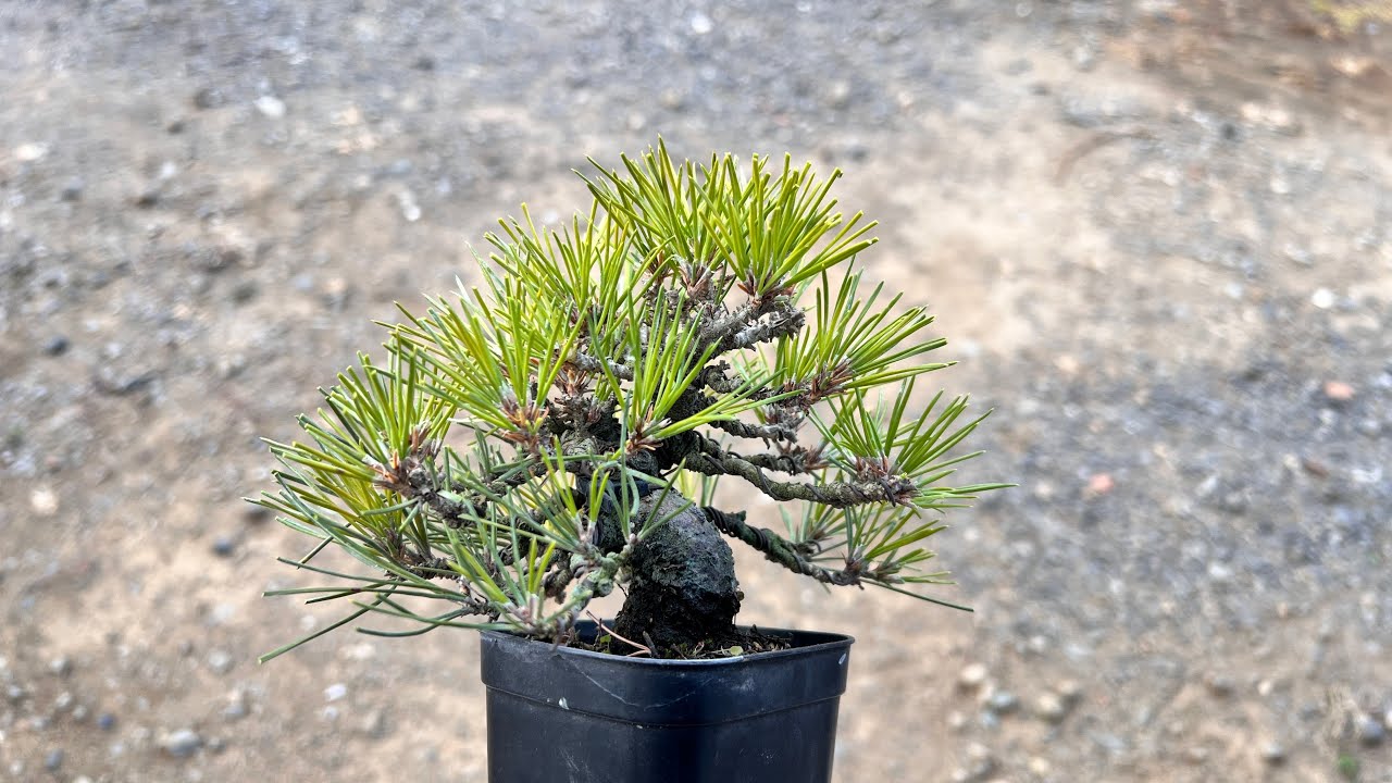 【KRM】黒松を整える #盆栽 #bonsai