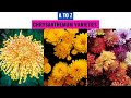 Chrysanthemum varieties a to z