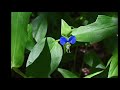 線香花火 さだまさし
