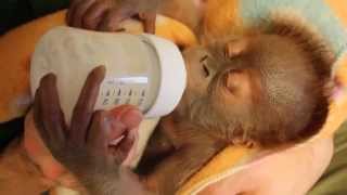 Baby Orang-Utan Rieke trinkt aus dem Fläschchen