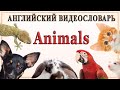 Английский видеословарь «1000 нужных слов». Тема: "Животные".