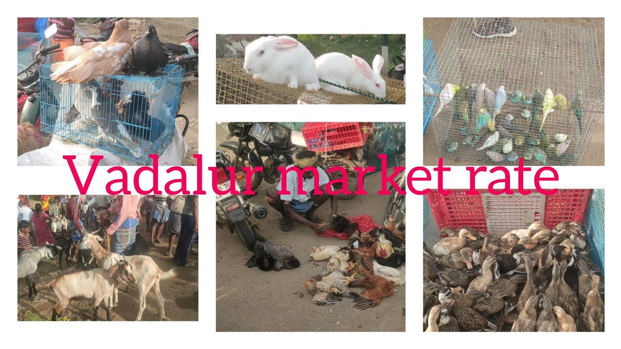 வடலூர் ஆடு கோழி புறா மார்கெட்/#vadalur market rate