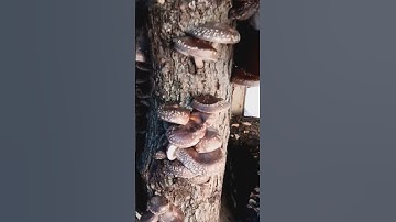 Thumbnail of Shitake Mushrooms
