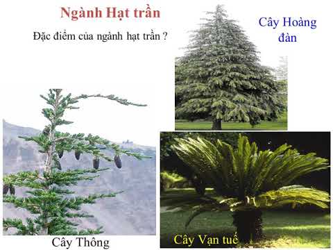 Sinh học 6 - Bài 43  Khái niệm sơ lược về phân loại thực vật - Đào Thị Thùy Duyên - youtube