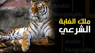 النمر ملك الغابة الحقيقي وليس الاسد | الحيوانات والحياة البرية