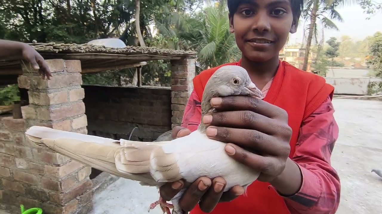 অনেকদিন পর আবার ও মাররফত ভাইয়ের বাড়ি  আসলাম#SHKpigeonlover#kobutar#pigeon#vilalvideo#🧿🕊️🪽😊