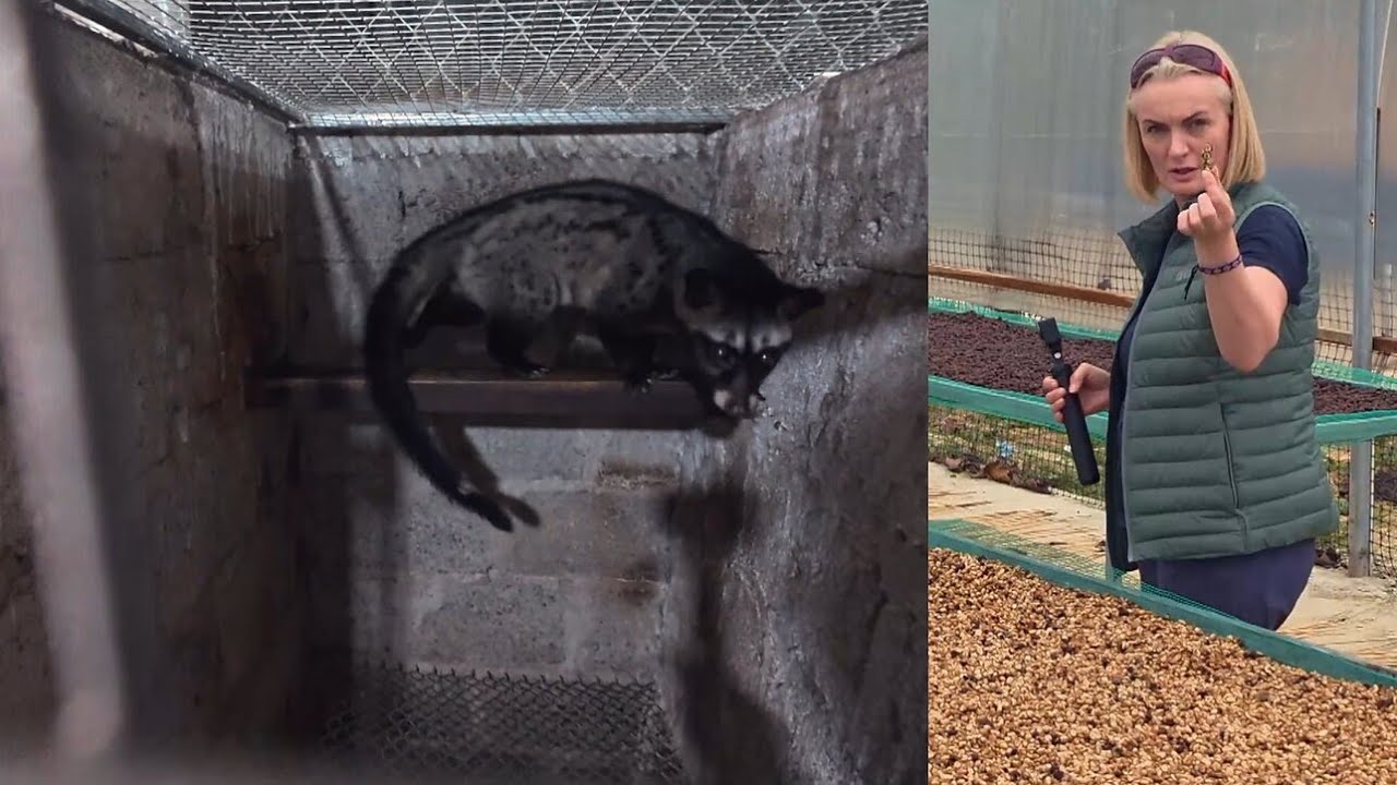 Kraupias sąlygas „iškakotos“ kavos ūkyje išvydę Sutkai: deja, nieko negalime padaryti