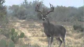 VENADO COLA BLANCA DE 18 PUNTAS TEMPORADA 2010-2011 ( NUEVO LAREDO )