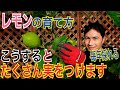【レモン】毎年安定して実をつける剪定と植え替えを実践で解説します！【園芸】【ガーデニング】【造園】