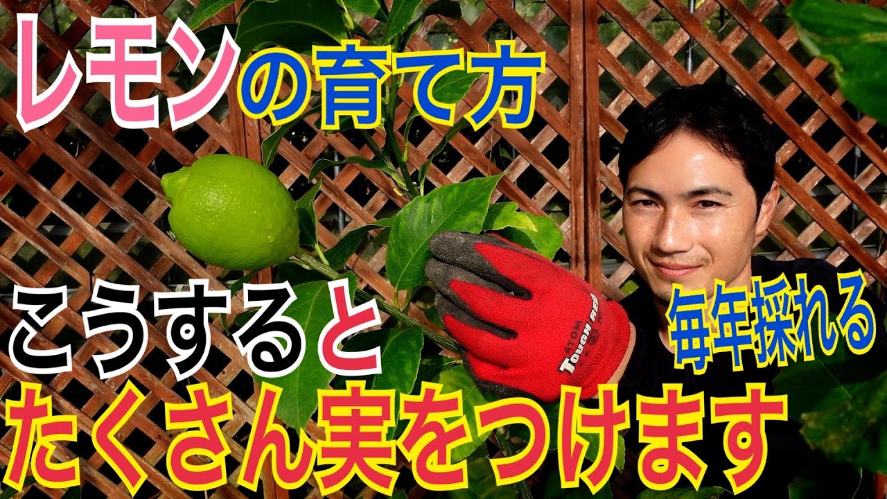 Lemon] Practical guide to pruning and replanting to ensure