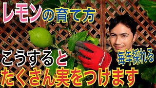 【レモン】毎年安定して実をつける剪定と植え替えを実践で解説します【園芸】【ガーデニング】【造園】