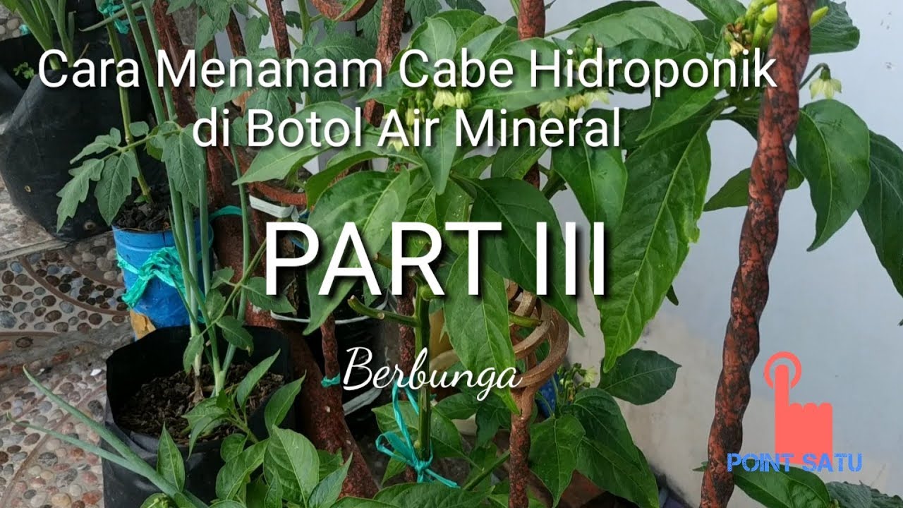 Cara Menanam Cabe Hidroponik di Botol Air Mineral (Part 3 ...