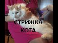 СТРИЖЕМ КОТА-ТЕСТИРУЯ МАШИНКУ ДЛЯ СТРИЖКИ ЖИВОТНЫХ-VGR V-098