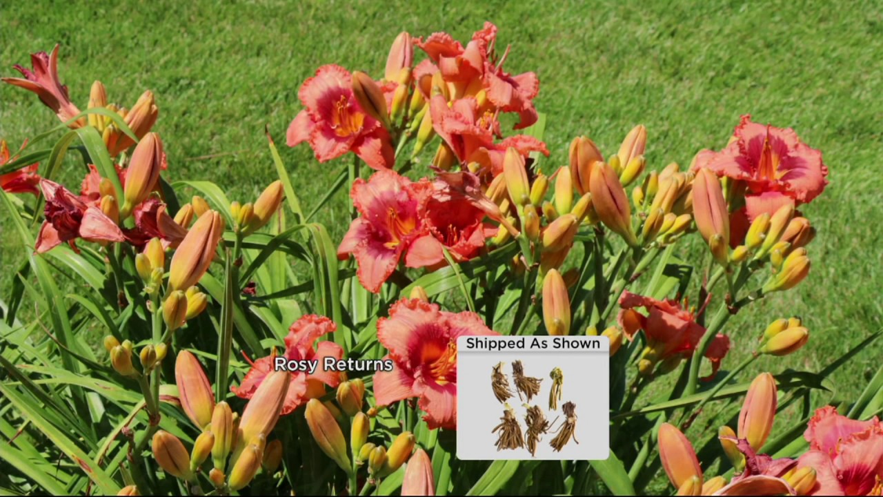 Cottage Farms 6-pc Everblooming Daylily Collection on QVC