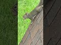 Look at This Determined Squirrel and His Big Prize 🐿️