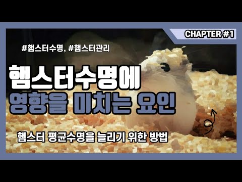 햄스터수명에 영향을 미치는 요인