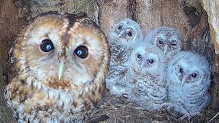 Tawny Owls Bring Up Bumper Brood | Bonnie & Ozzy | Robert E Fuller