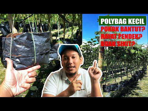 Video: Apakah saiz pokok?