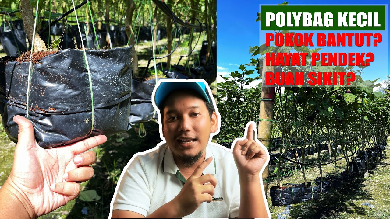 [ BASIC 6# ] Saiz polybag KECIL atau BESAR? | BINCANGKAN