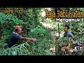 Perlawanan Kuat Raja Babi Hutan | Berburu Babi Hutan di Lumpo Pessel