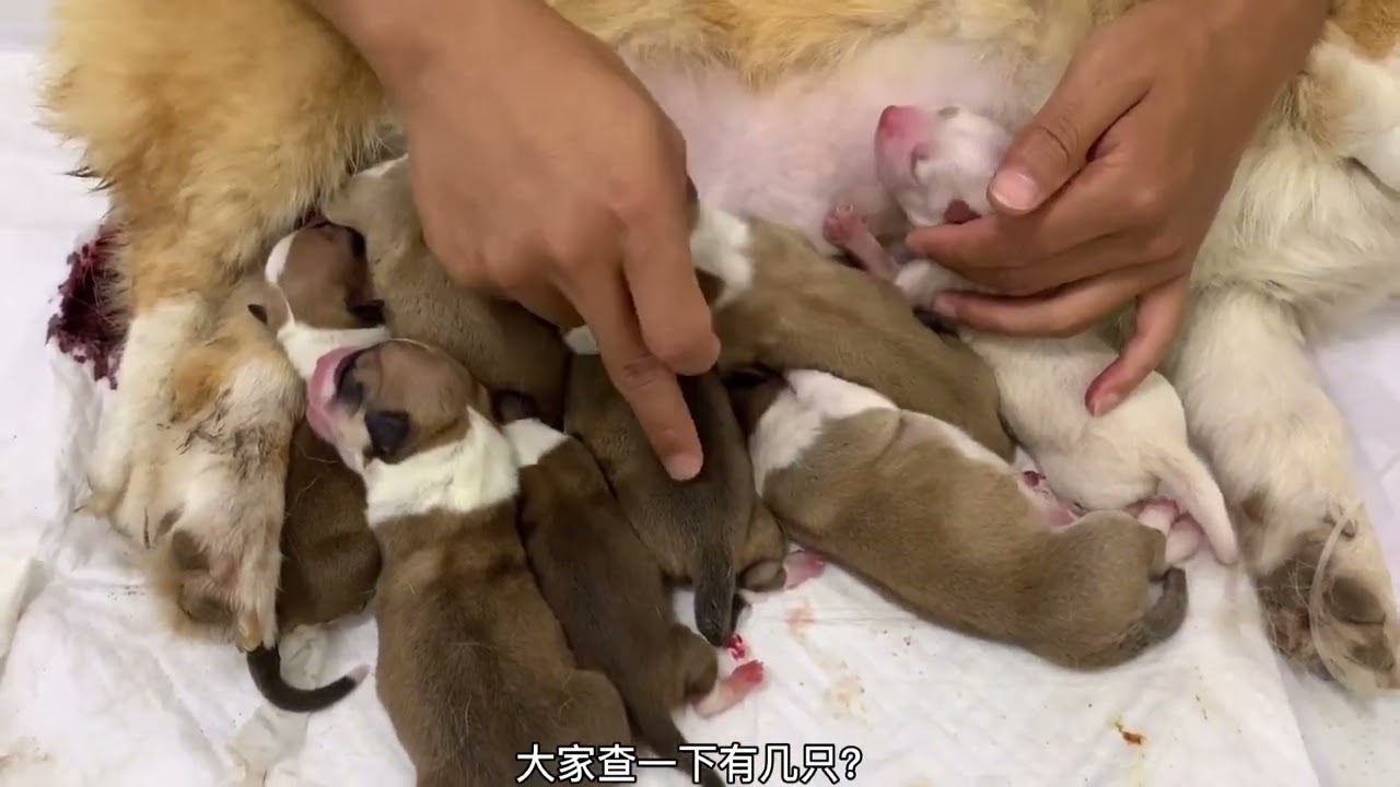 狗狗怀孕65天没一点动静，主人只好带去刨腹产，出生来后太意外了