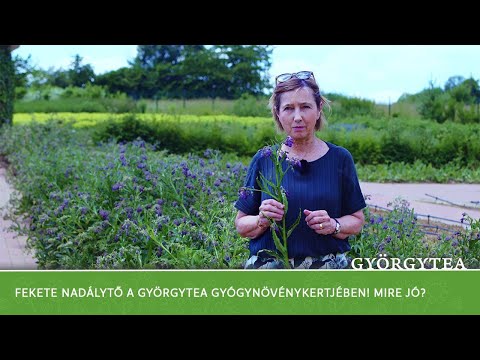 Videó: Gyógyhatású nadálytő növények: mandragóra és belladonna