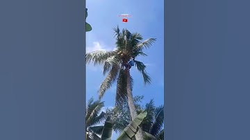 cưa nguyên đọt dừa ngã xuống sông@cuacaydongthap